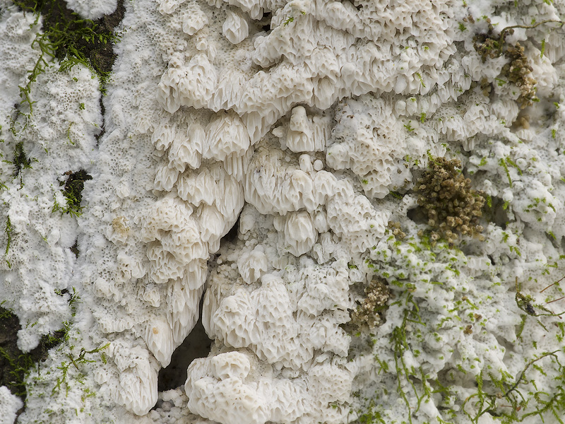 Oxyporus latemarginatus